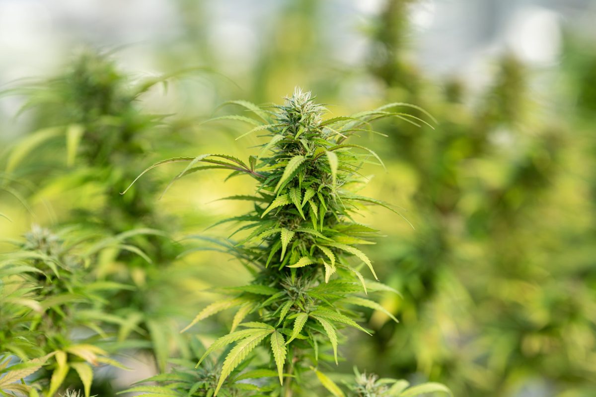 A Guide to Authentic & Pure CBD Purchases